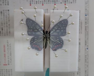 ニボシ 展翅品 Make your own tools for 100 yen and create a winter moth specimen